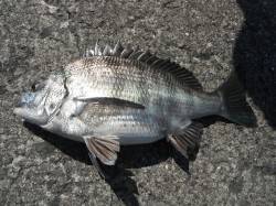 和歌山北港魚つり公園で良型チヌの釣果