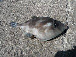 和歌山北港魚つり公園でマダイ76cm