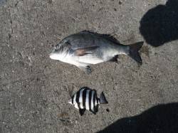 北港魚つり公園のカゴ釣りでチヌ・サンバソウ…