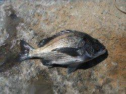 北港魚つり公園のカゴ釣りでチヌ・サンバソウ