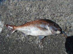 和歌山北港魚つり公園でマダイ76cm