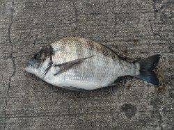 【16日】和歌山北港魚つり公園チヌ釣果