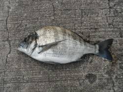 【16日】和歌山北港魚つり公園チヌ釣果