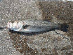 北港魚つり公園のエビ撒き釣りでスズキ74cm！