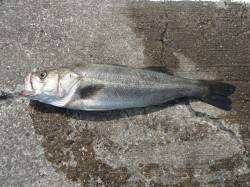 北港魚つり公園のエビ撒き釣りでスズキ74c…