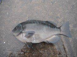 和歌山北港魚つり公園でマダイ54cm！