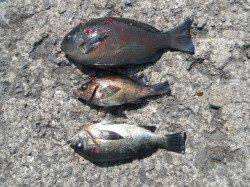 北港魚つり公園　グレ・メバルの釣果