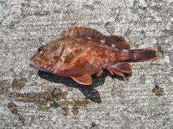 北港魚つり公園　グレ・メバルの釣果