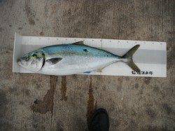 北港釣り公園　メジロとグレの釣果出てます