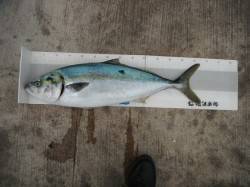 北港釣り公園　メジロとグレの釣果出てます