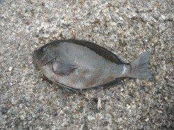 北港釣り公園　メジロとグレの釣果出てます