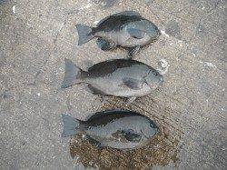 北港魚つり公園のウキ釣りでグレ・サンバソウ・ウマヅラ