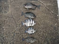 北港魚つり公園のウキ釣りでグレ・サンバソウ…