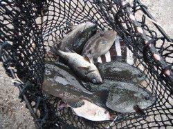 北港魚つり公園多彩な釣果〜グレ・サンバソウ・ウマヅラ・メバル・チャリコ