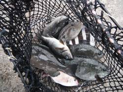 北港魚つり公園多彩な釣果〜グレ・サンバソウ…