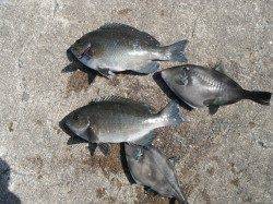 北港魚つり公園の天秤かご釣り〜グレ・ウマヅラハギ