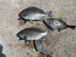 北港魚つり公園の天秤かご釣り〜グレ・ウマヅ…