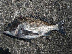 北港魚つり公園の天秤かご釣り〜グレ・ウマヅラハギ