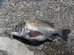 北港魚つり公園で良型チヌ上がっています♪