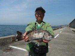 北港魚つり公園で良型チヌ上がっています♪
