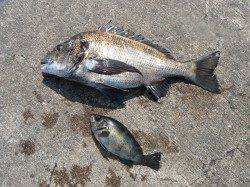 北港魚つり公園で年なしチヌ50.3cm！！