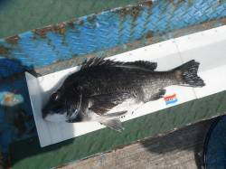 北港魚つり公園で年なしチヌ50.3cm！！…