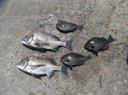 北港魚つり公園でアジ・チヌ・グレ