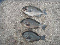 マダイ41cmとグレ〜北港魚つり公園のカゴ釣り釣果