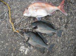 マダイ41cmとグレ〜北港魚つり公園のカゴ釣り釣果