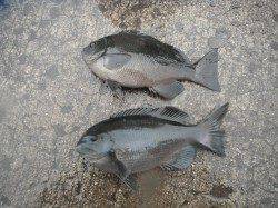 北港魚つり公園のグレ釣果、悪天候で釣り人は少なく・・・