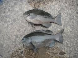 北港魚つり公園のグレ釣果、悪天候で釣り人は…