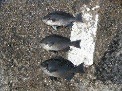 紀州釣りでグレ3尾　和歌山北港魚つり公園