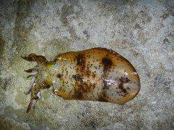 南紀の地磯で初のエギングに挑戦！