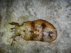 南紀の地磯で初のエギングに挑戦！