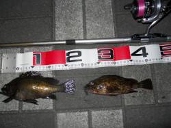 貝塚人工島夜のエビ撒き釣りに行ってきました…