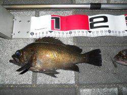 貝塚人工島夜のエビ撒き釣りに行ってきました