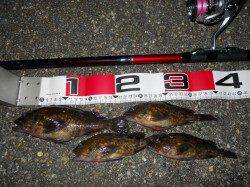 貝塚人工島のエビ撒き釣りでガシラ