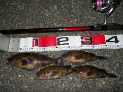 貝塚人工島のエビ撒き釣りでガシラ