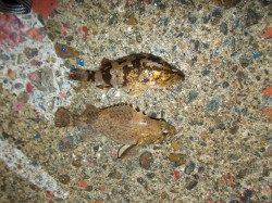 須磨でメバリング〜雨の濁りにミノーのカラーは赤金が◎