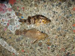 須磨でメバリング〜雨の濁りにミノーのカラー…