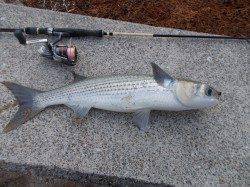 須磨のガシリングでボラ・ソイの釣果