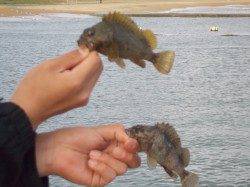 須磨のガシリングでボラ・ソイの釣果