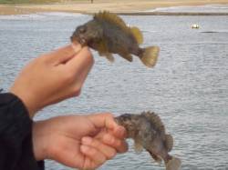 須磨のガシリングでボラ・ソイの釣果