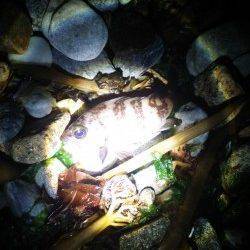 りんくう周辺をランガンメバリング〜釣り方は様々でした