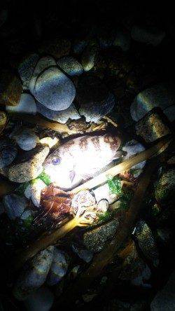 りんくう周辺をランガンメバリング〜釣り方は様々でした