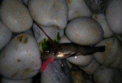 りんくうでのメバリング、大物バラした後に粘ってメバル2匹