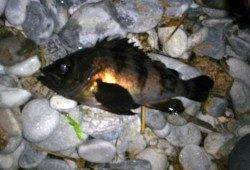 りんくう周辺メバリング、渋い中での釣果に満足