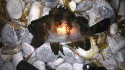 りんくうでメバリング〜満潮の潮止まりまでコンスタントに大型が♪