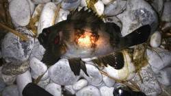 りんくうでメバリング〜満潮の潮止まりまでコ…