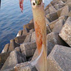 敦賀新港でエギング、ヤリイカと甲イカ立て続けにゲット！